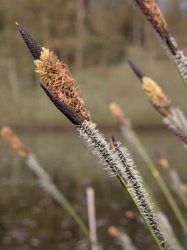 Image of Carex prolixa Fr.