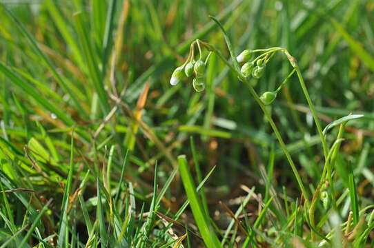 Image of narrowleaf minerslettuce