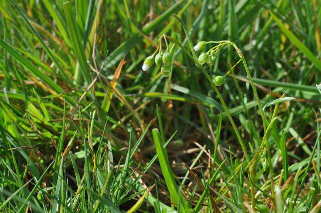 Image of narrowleaf minerslettuce