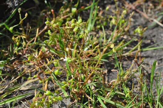 Image of narrowleaf minerslettuce