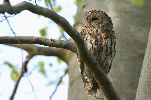 Image of Strix Linnaeus 1758