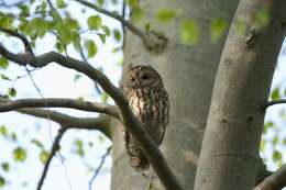 Image of Strix Linnaeus 1758