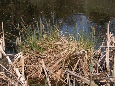 Image of tufted sedge