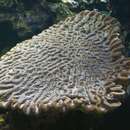 Image of Large meandroid brain coral