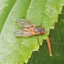 Image of Phaonia rufiventris (Scopoli 1763)