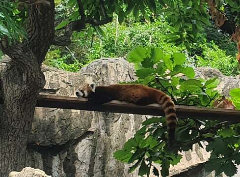 Image of Red panda