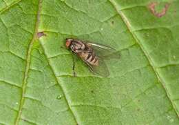 Image of flat-footed flies