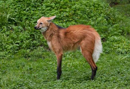 Image of Maned Wolves