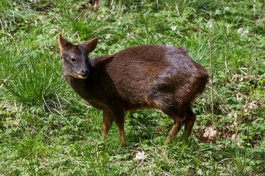 Image of Pudú