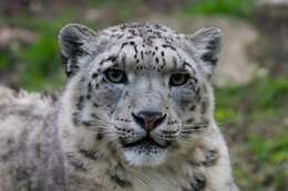 Image of Snow leopard