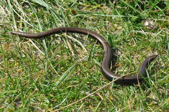 Image of Colubrine or yellow-lipped sea krait