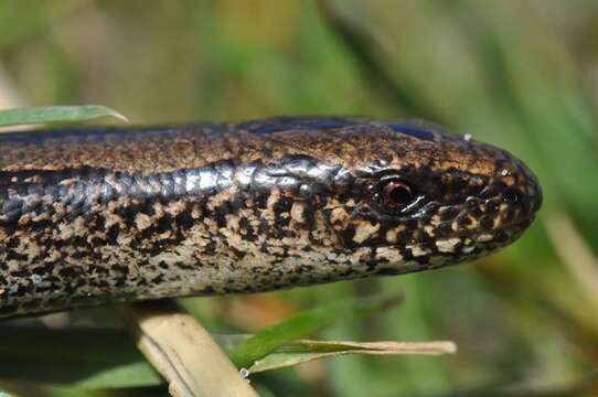 Image of Colubrine or yellow-lipped sea krait