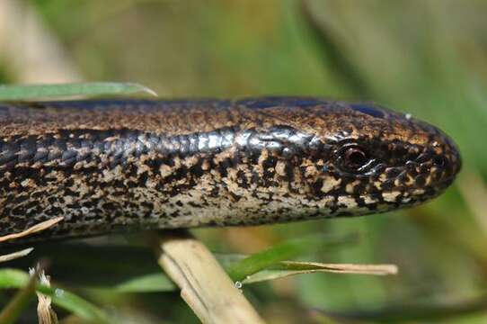 Image of Colubrine or yellow-lipped sea krait