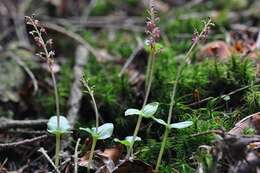 Image of Twayblade