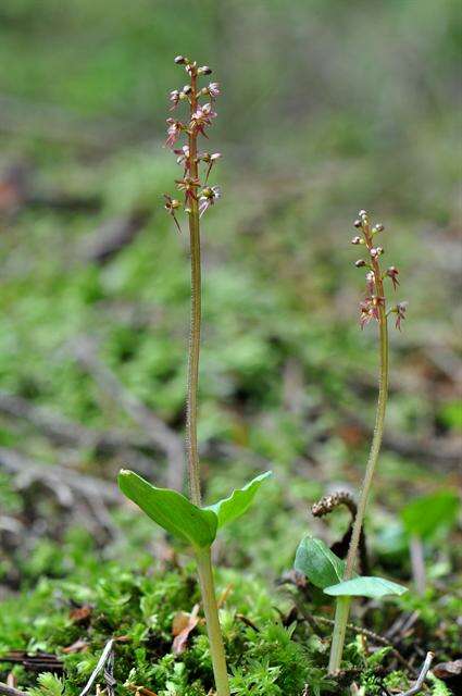 Image of Twayblade