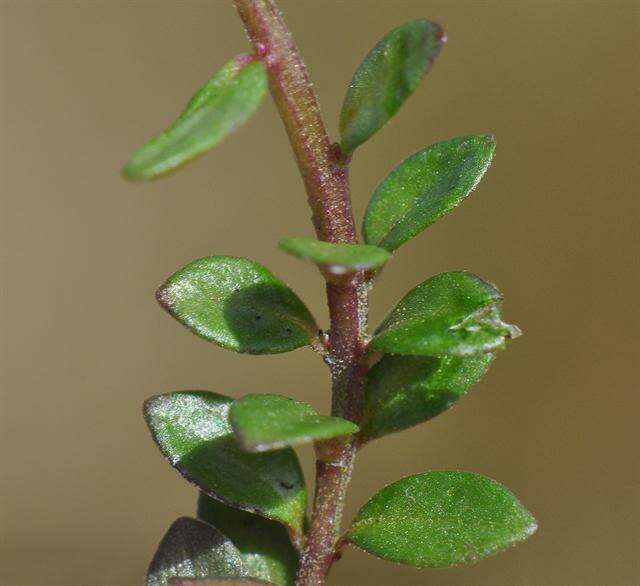 Image of Milkwort