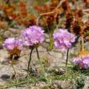 Imagem de Armeria maritima subsp. maritima