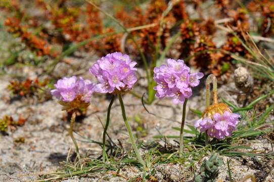 Imagem de Armeria maritima subsp. maritima