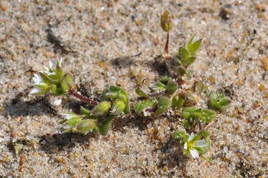 Image of fourstamen chickweed