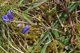 Image of Milkwort