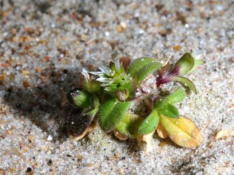 Image of fourstamen chickweed