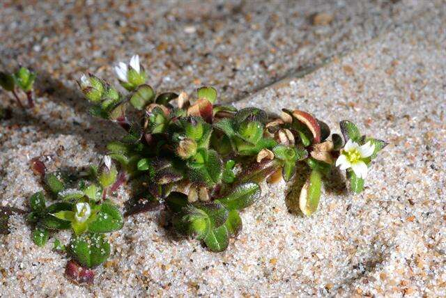 Plancia ëd Cerastium diffusum Pers.