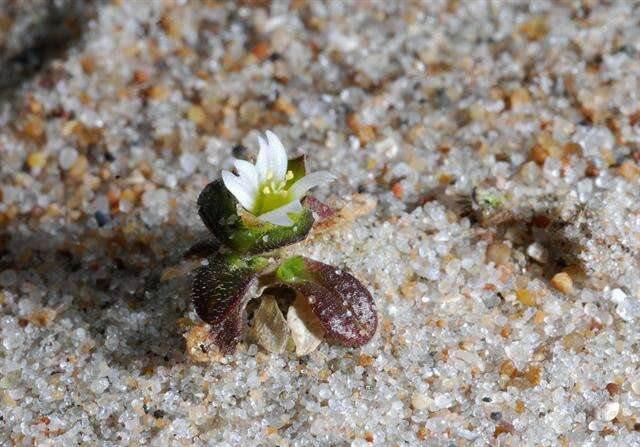 Plancia ëd Cerastium diffusum Pers.