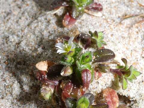 Plancia ëd Cerastium diffusum Pers.