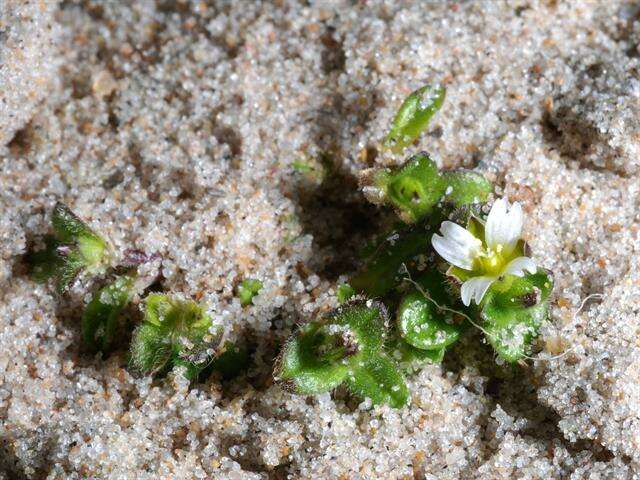 Plancia ëd Cerastium diffusum Pers.