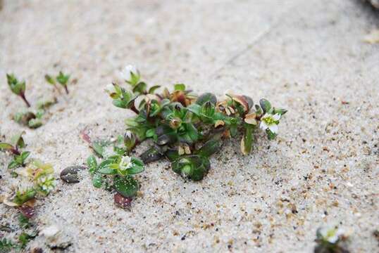 Plancia ëd Cerastium diffusum Pers.