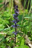 Image of Bugleweed