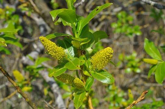 Image of Bay Willow