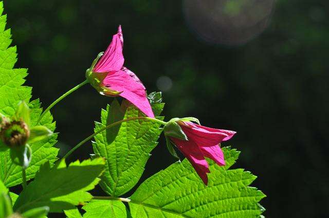 Image of salmonberry