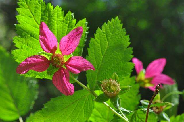 Image of salmonberry