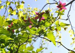 Image of salmonberry