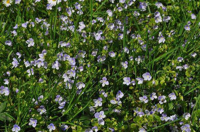 Image of slender speedwell