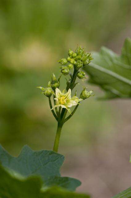 Image of bryony