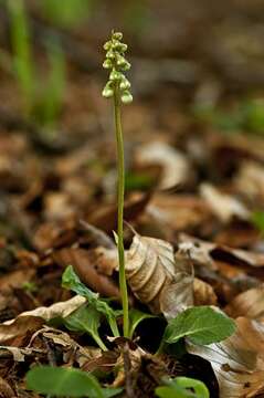 Image of Wintergreen