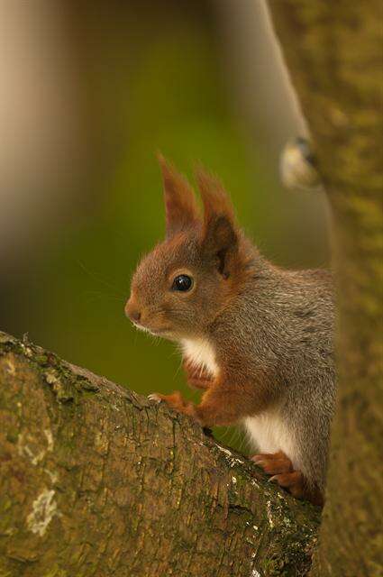 Image of Squirrels