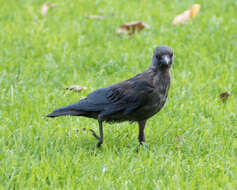 Image of Carrion Crow