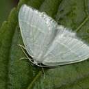 Image of small emerald moth