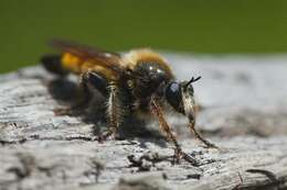 صورة Laphria