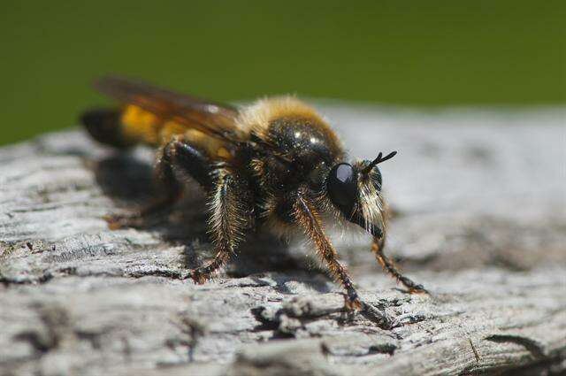 Image of Bee-like Robber Flies