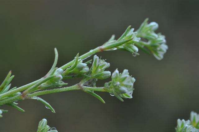 Image of German knotgrass
