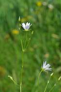 صورة Stellaria palustris Ehrh. ex Retz.