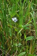 Image of Fen violet