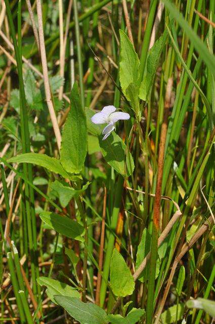 Image of Fen violet