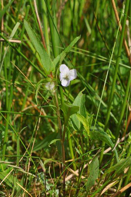 Image of Fen violet