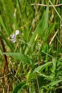 Image of Fen violet