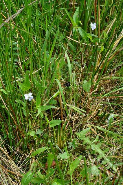 Image of Fen violet